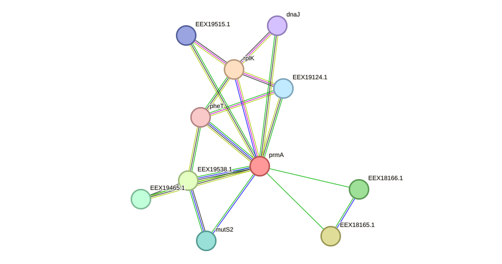 STRING protein interaction network