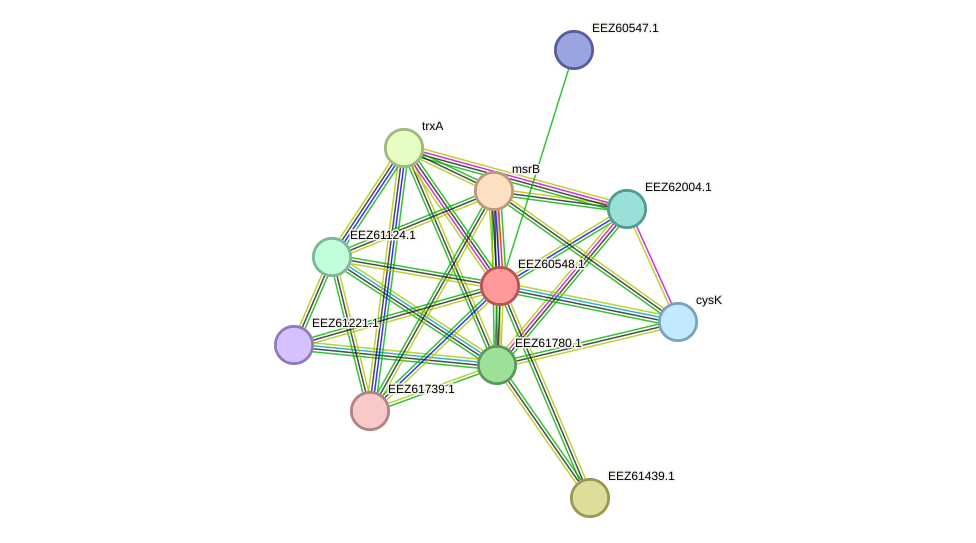 STRING protein interaction network