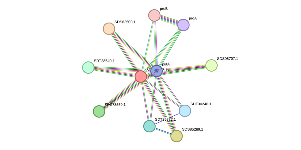 STRING protein interaction network