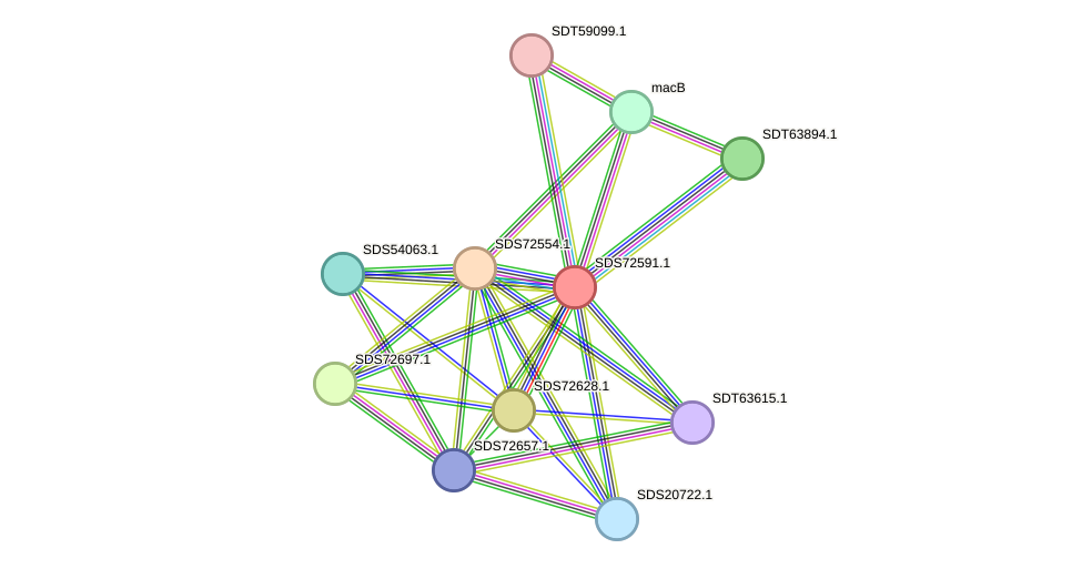 STRING protein interaction network