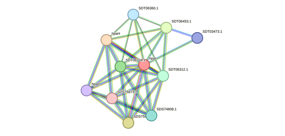 STRING protein interaction network