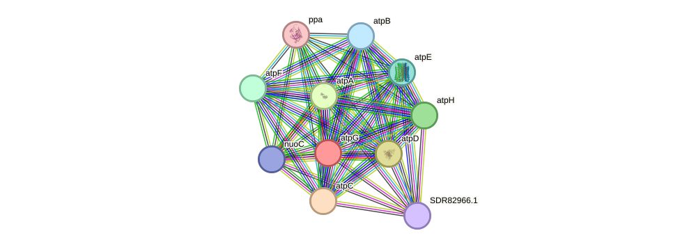 STRING protein interaction network