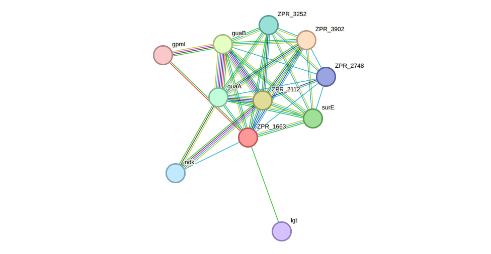 STRING protein interaction network