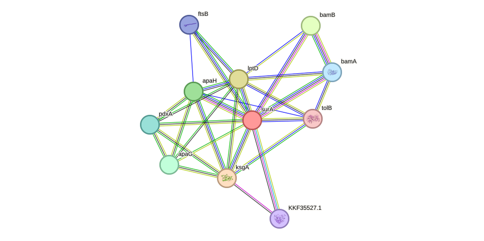 STRING protein interaction network