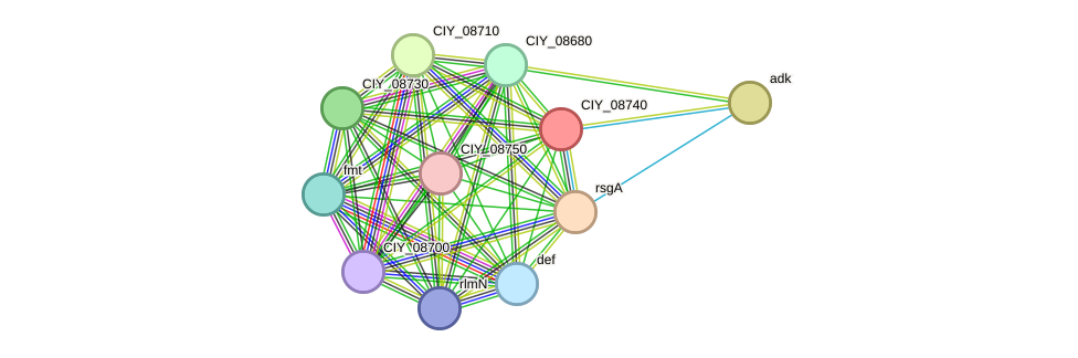 STRING protein interaction network