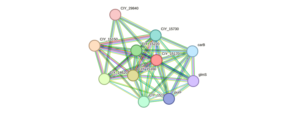 STRING protein interaction network