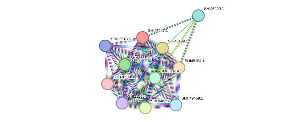 STRING protein interaction network