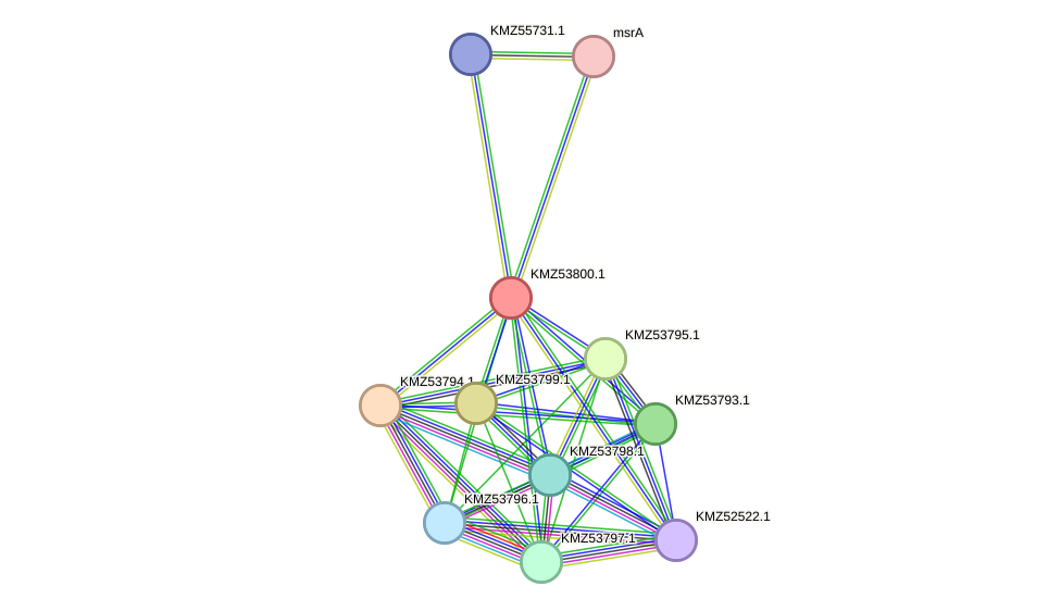 STRING protein interaction network