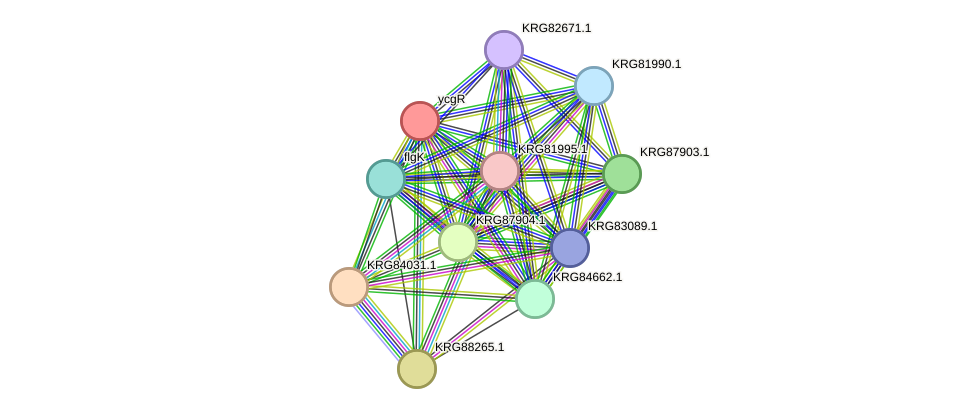 STRING protein interaction network