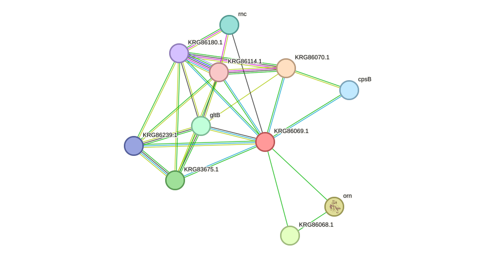 STRING protein interaction network