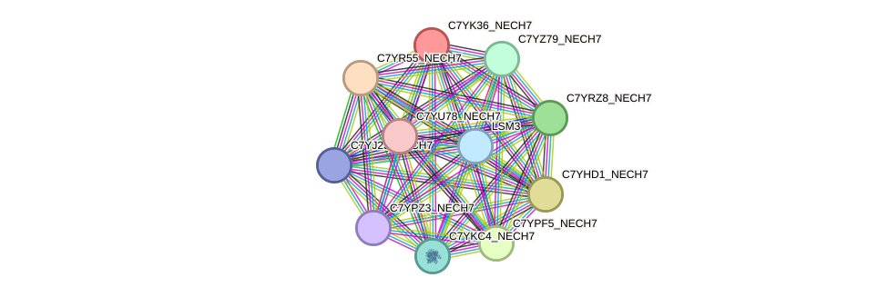 STRING protein interaction network