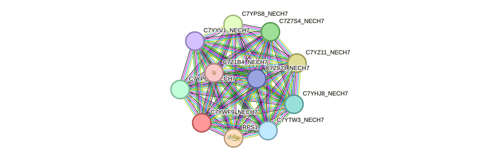 STRING protein interaction network