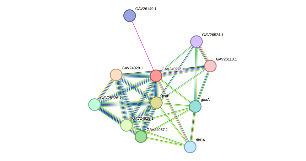 STRING protein interaction network