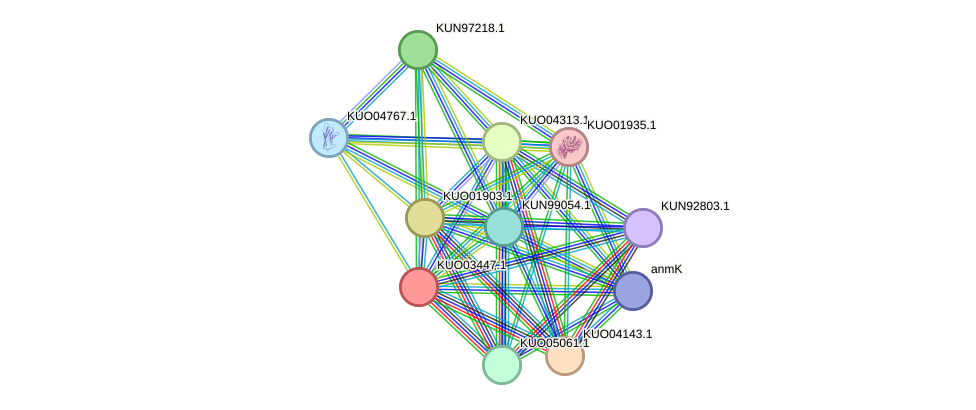 STRING protein interaction network