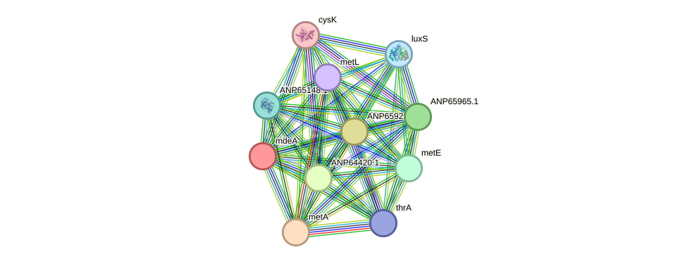 STRING protein interaction network