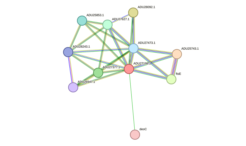 STRING protein interaction network