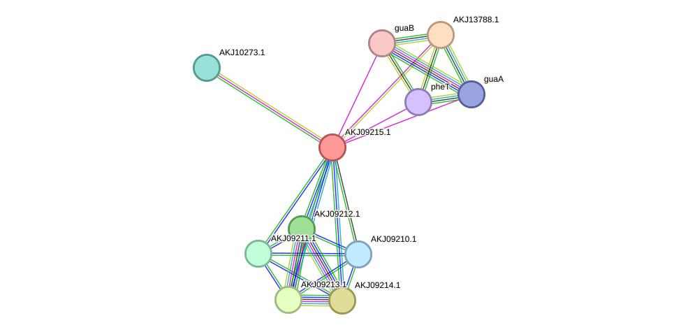 STRING protein interaction network