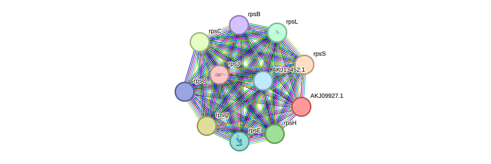 STRING protein interaction network