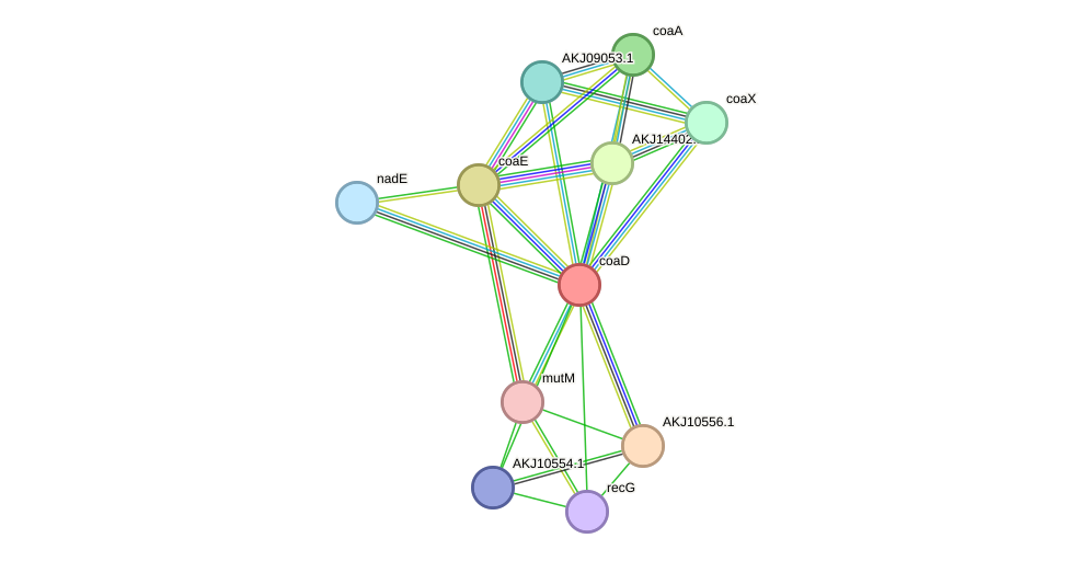 STRING protein interaction network