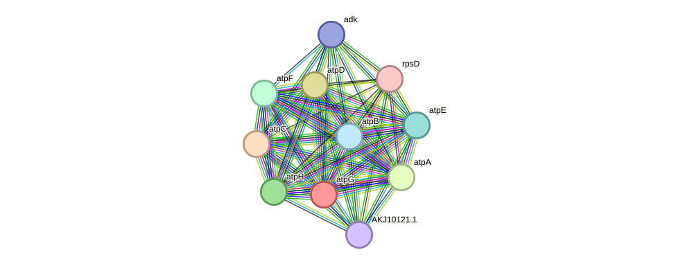 STRING protein interaction network