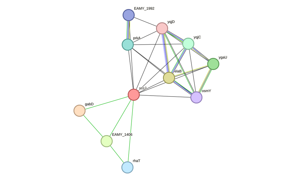 STRING protein interaction network