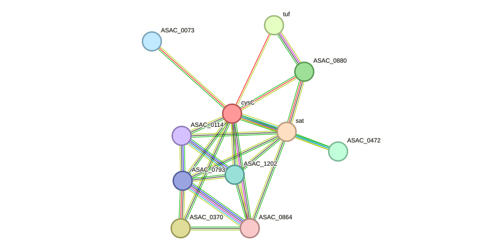 STRING protein interaction network