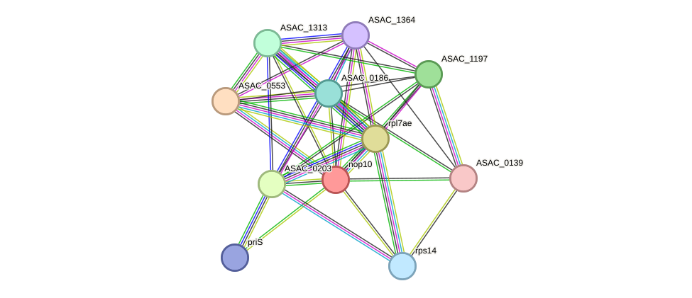 STRING protein interaction network