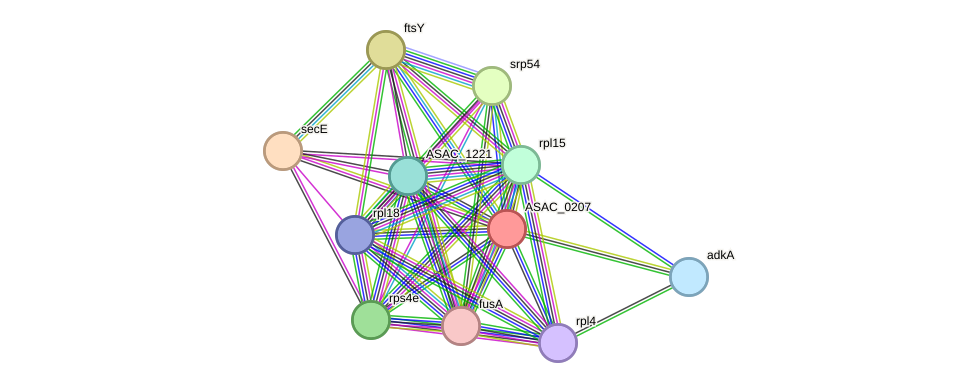 STRING protein interaction network