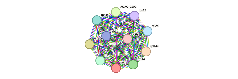 STRING protein interaction network
