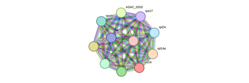 STRING protein interaction network