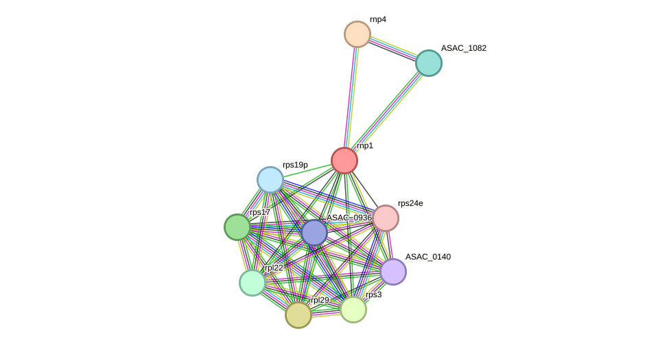 STRING protein interaction network