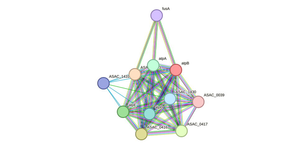 STRING protein interaction network