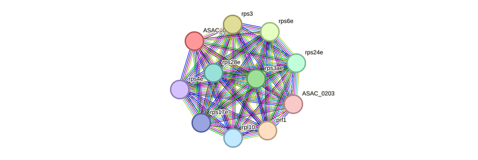 STRING protein interaction network