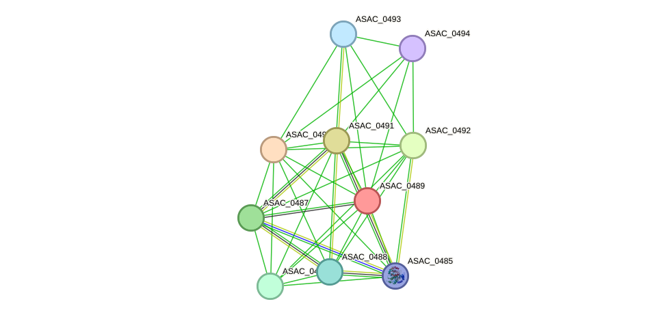 STRING protein interaction network