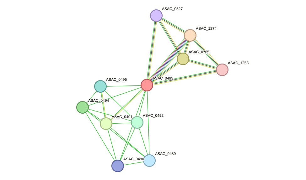 STRING protein interaction network