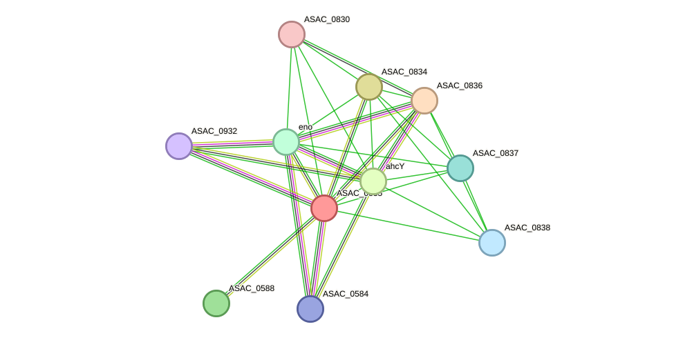 STRING protein interaction network