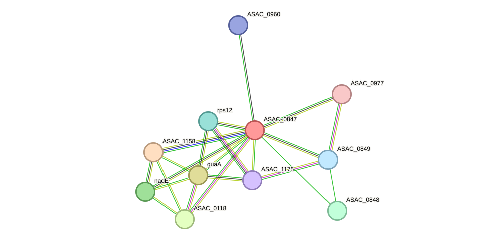 STRING protein interaction network