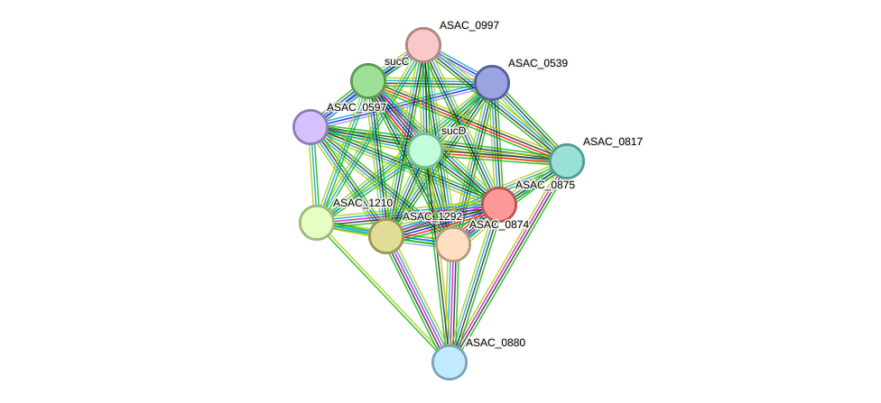 STRING protein interaction network