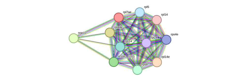 STRING protein interaction network