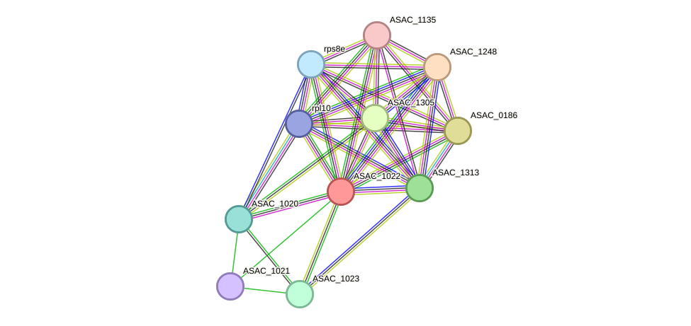 STRING protein interaction network