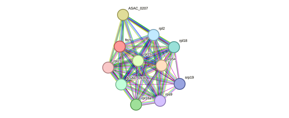 STRING protein interaction network