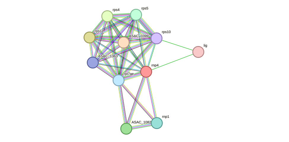 STRING protein interaction network