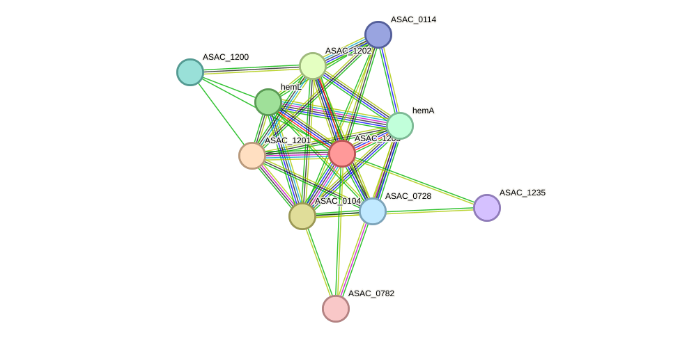 STRING protein interaction network