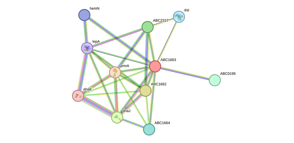 STRING protein interaction network