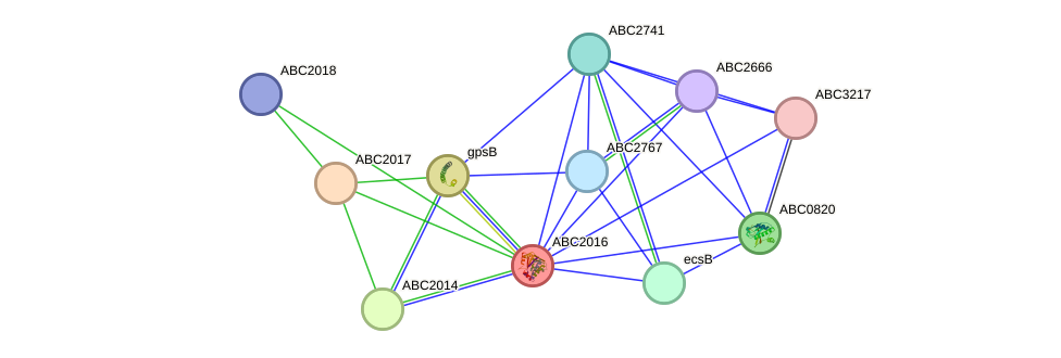 STRING protein interaction network