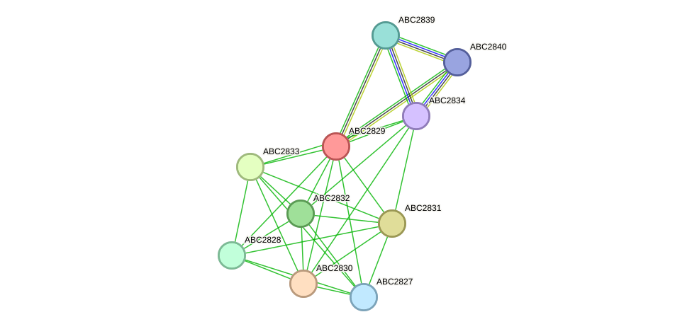 STRING protein interaction network