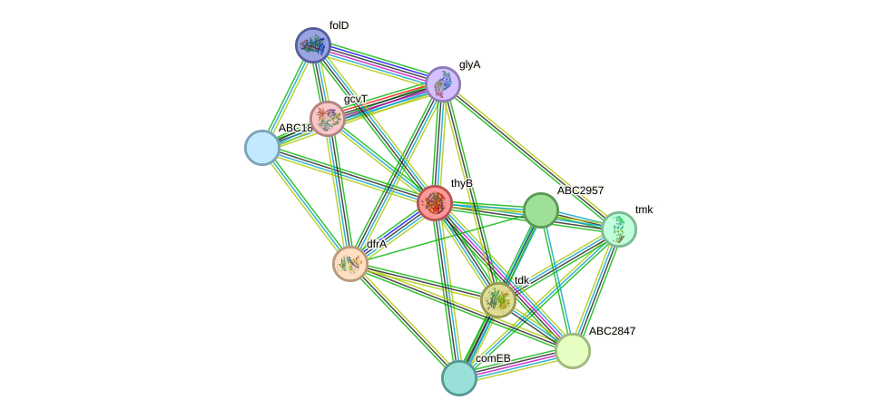 STRING protein interaction network