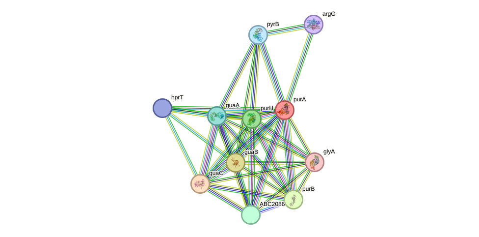 STRING protein interaction network