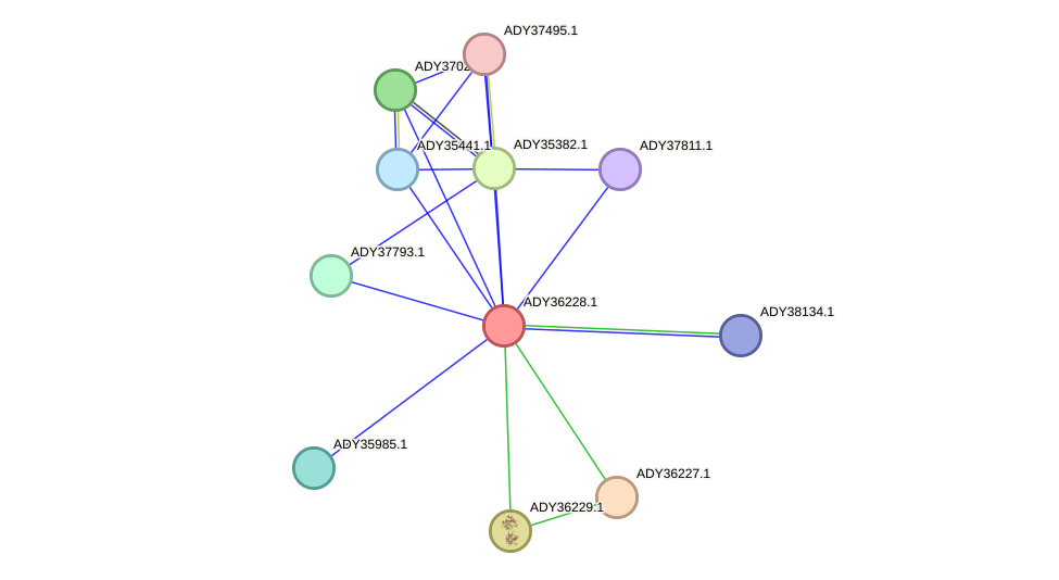 STRING protein interaction network