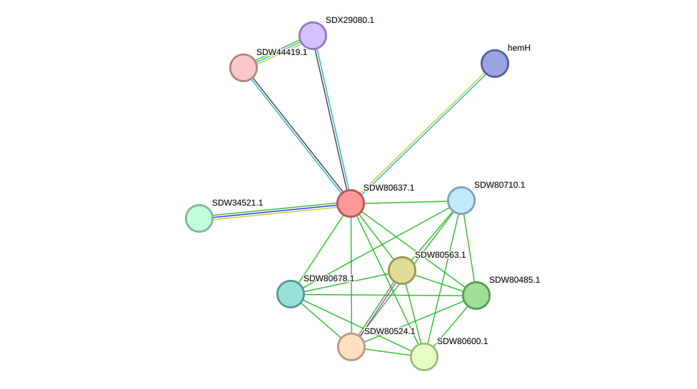 STRING protein interaction network